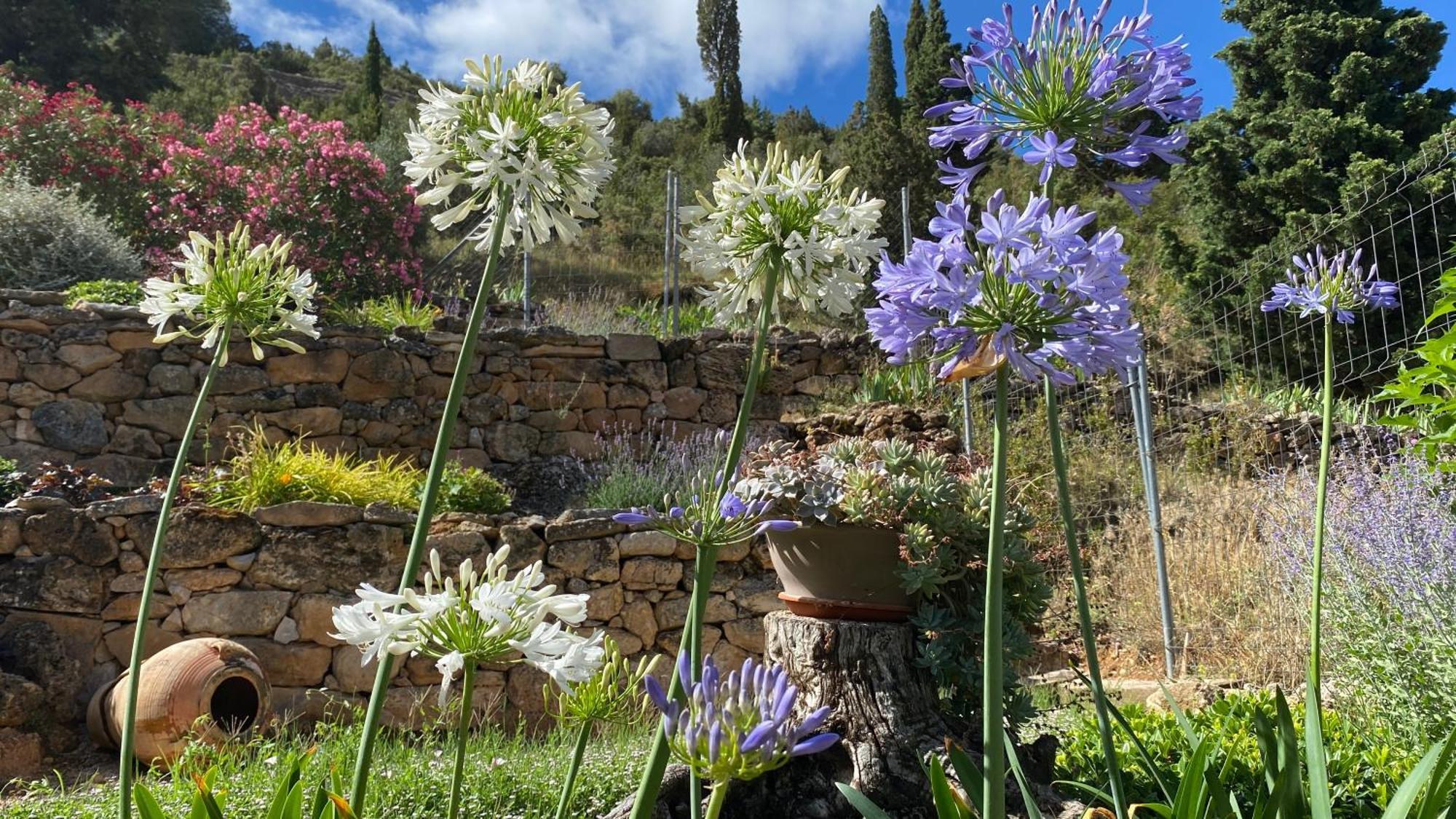 Apartamentos Casa Lola Rodeados De Montanas Y Rios Beceite Eksteriør bilde